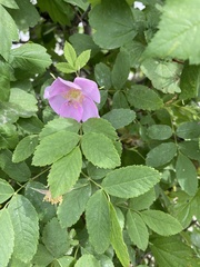 Rosa acicularis