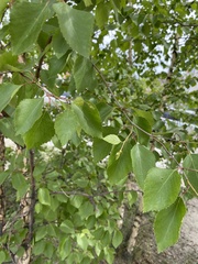 Betula pendula