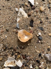 Anomia simplex