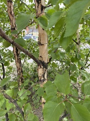 Betula pendula