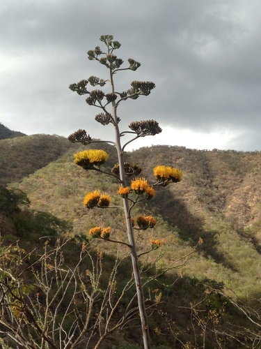 Baja California Sur Century Agave