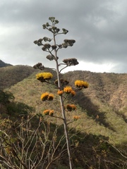 Agave aurea