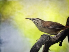 Cantorchilus superciliaris