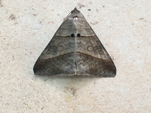 Pale Brown Lines