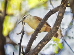 Cantorchilus superciliaris