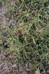 Amaranthus muricatus