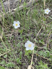Anemonoides sylvestris