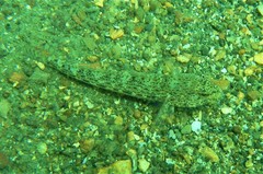 Gobius incognitus