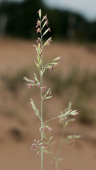 Festuca beckeri
