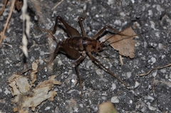 Tachycines asynamorus