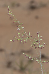 Festuca beckeri