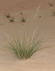 Festuca beckeri