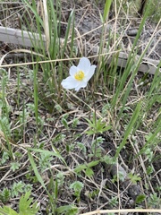 Anemonoides sylvestris