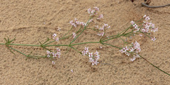 Asperula graveolens
