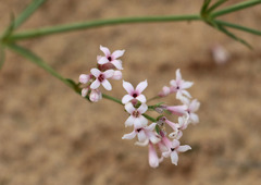 Asperula graveolens