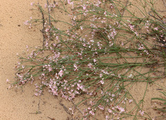 Asperula graveolens