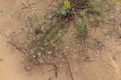 Asperula graveolens