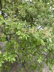 Salix