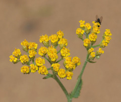 Achillea micrantha