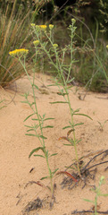 Achillea micrantha