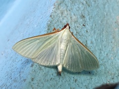 Stemorrhages sericea