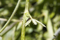 Chyliza leguminicola