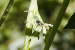 Chyliza leguminicola