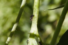 Chyliza leguminicola