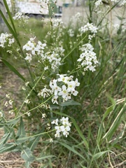 Armoracia sisymbrioides