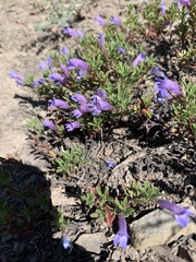 Penstemon caespitosus