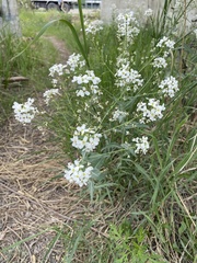 Armoracia sisymbrioides