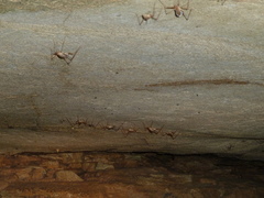 Hadenoecus subterraneus