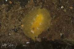 Sclerodoris trenberthi