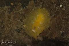 Sclerodoris trenberthi