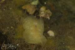 Sclerodoris trenberthi