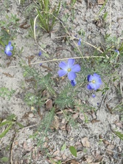 Linum