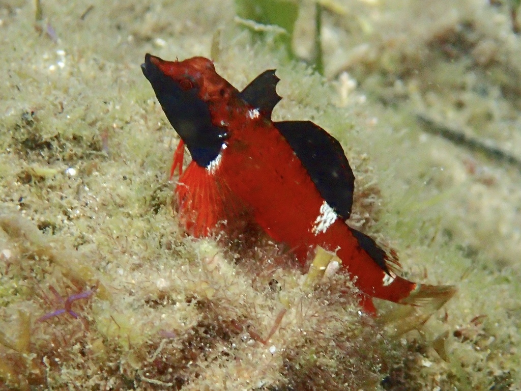 Blennies (Blennioidei) - Marine Life Identification