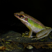 Large White-lipped Frog - Photo (c) Will_K, some rights reserved (CC BY-NC), uploaded by Will_K