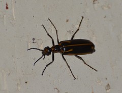 Pyrota insulata