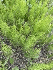 Equisetum arvense