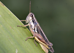 Dichroplus elongatus