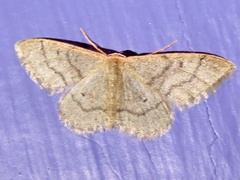 Idaea productata