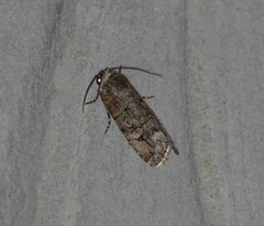 Sympistis sectiloides