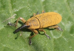 Lixus bardanae
