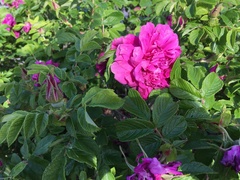Rosa rugosa