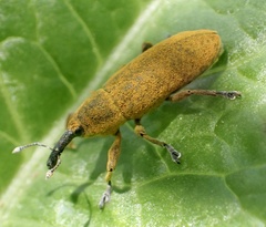 Lixus bardanae