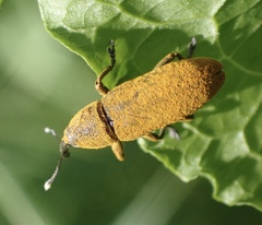 Lixus bardanae