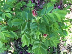 Rosa rugosa