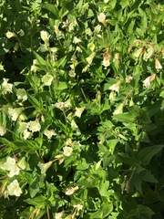 Epilobium luteum