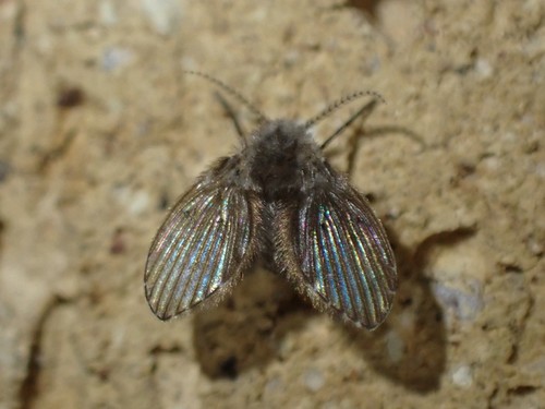 Bathroom Moth Fly photo 5
